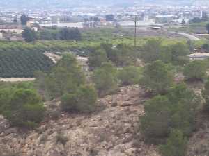El pinar del Coto Guillam�n 