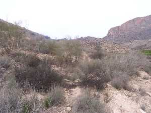 Matorral del Coto Guillam�n 