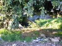 Construcci�n en la Rambla del Balsaesp�n 