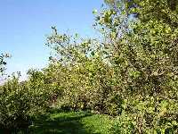 Arbolado de c�tricos de Puente Tocinos (Murcia) 