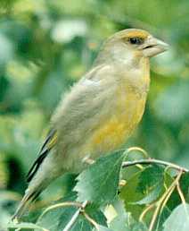  Verder�n [Murcia_Puente Tocinos]