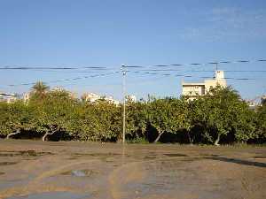  Limoneros en Los Dolores [Murcia_Los Dolores]