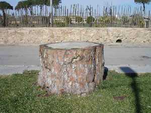  Tronco de pino cortado 