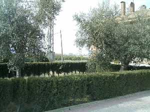 Antiguos olivos en El Moj�n 