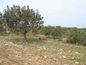 Plantaci�n de algarrobos en Corvera (Murcia) 