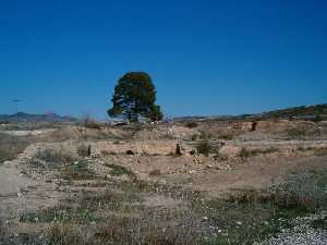 Uno de los pinos que da nombre a la pedan�a 