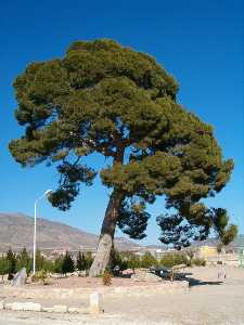 Pino hist�rico en Fuente del Pino (Jumilla) [Jumilla_Fuente del Pino]