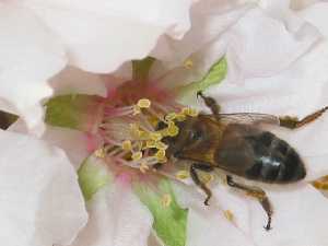 Apis mellifera iberica