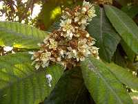 Flora melfera de invierno en Murcia: los nsperos