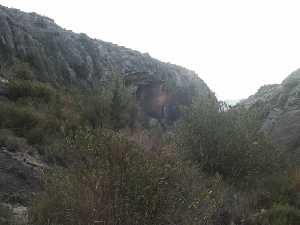 Vegetaci�n en un barranco de la Sierra de Ascoy 