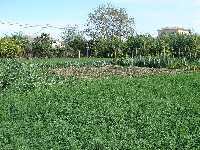 Alfalfa para los conejos
