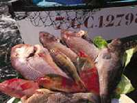 Pescados