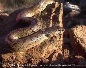 Ejemplar de Culebra de cogulla