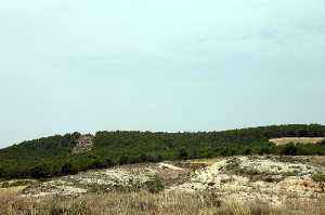 Vegetaci�n T�pica de La Almudema [La Almudema]