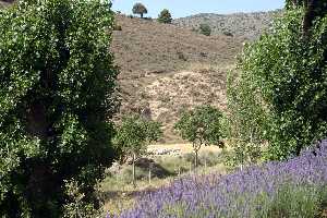 Campos de Lavanda y Reba�o de Ovejas 