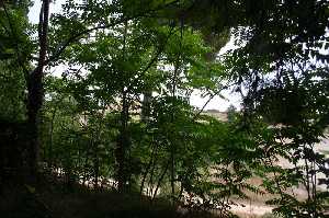 �rboles de la Zona 
