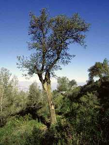 Alcornoque de Carrascoy 