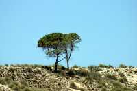 �rbol Acebuche 