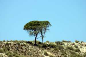 �rbol Acebuche 