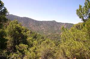 Vegetaci�n de Sierra de La Pila 