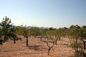Vistas de Cultivos de Almendros 