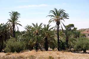 Palmeral 