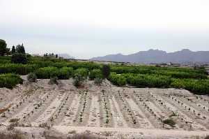 Bancales de frutales de Los Valientes (Molina) [Los Valientes]