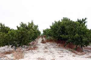 Plantaci�n de Melocotones 