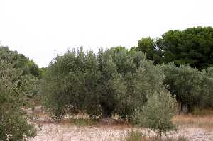 Plantaci�n de Olivos 