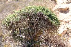 Vegetaci�n Protegida del Parque Natural de Cabo Cope 