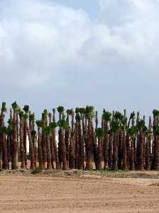 Cultivos de Palmeras 