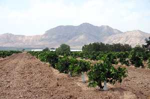 Finca Torreblanca y cultivos de Los Camachos 