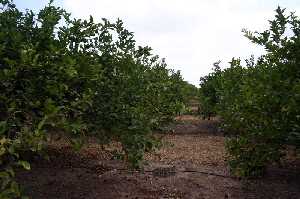 Plantacin de Limoneros 