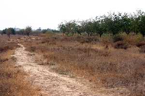 Camino Real de Fuente �lamo 