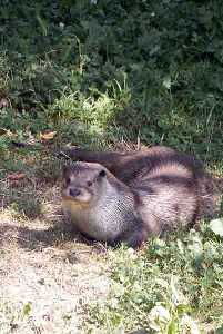 Nutria [Murcia enclave ambiental].jpg