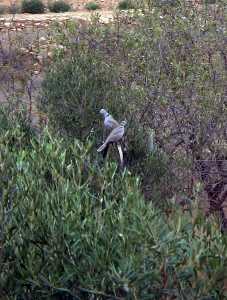 Fauna de Cuevas de Reyll� 