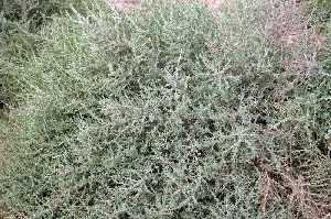 Detalle de la Vegetaci�n de la Zona 