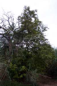 Vegetaci�n del Mingrano 