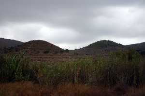 Vegetaci�n del Mingrano 