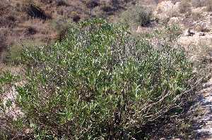 Vegetaci�n del Paraje El Majar 