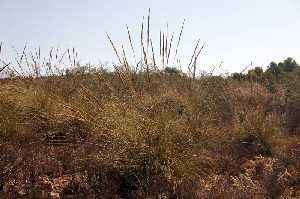 Vegetaci�n del Paraje El Majar 