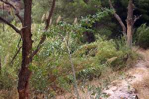 Detalle de Vegetaci�n en Rambla del Ca�ar 