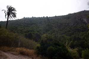 Pinar de Fuente de la Rambla del Ca�ar 