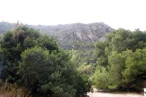 Vegetaci�n de Fuente de la Rambla del Ca�ar 