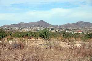 Cultivos de Almendros en Cuesta Blanca 