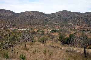 Cultivos de Almendros de Per�n 