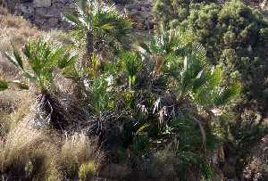 Palmitos en Campillo Abajo 