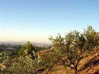 �rboles de Algezares