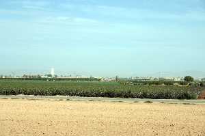 Plantaci�n de Algod�n 