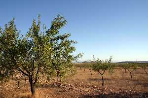 Plantaci�n de almendros de Gebas 